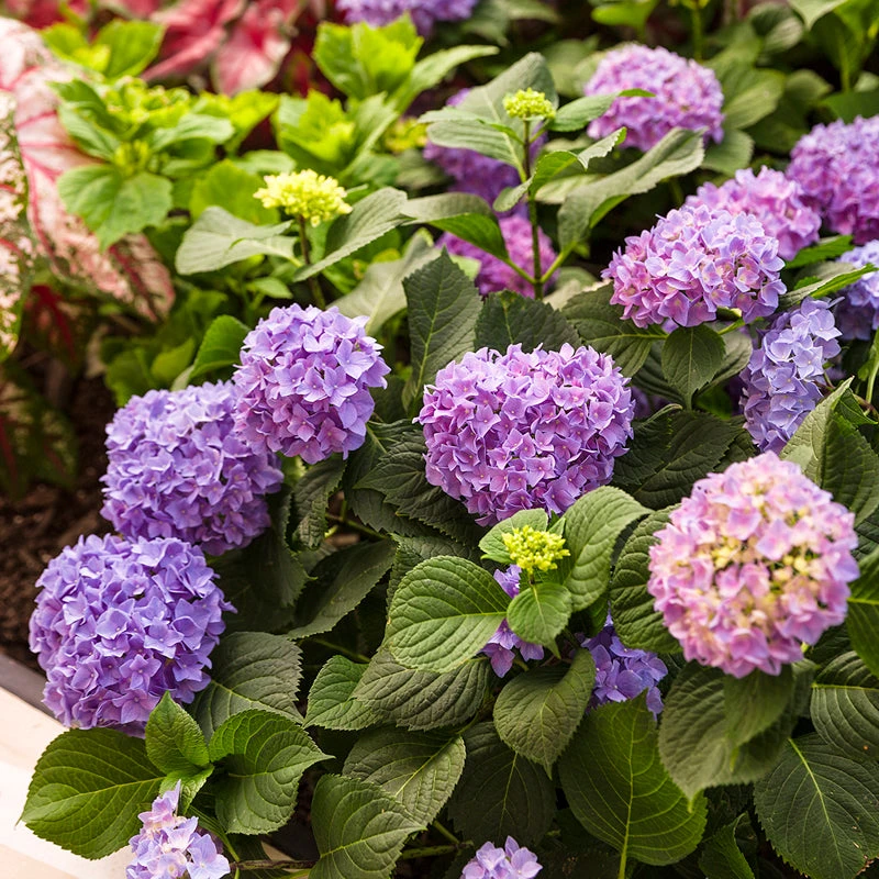 Let's Dance® Rhythmic Blue® Bigleaf Hydrangea 6 Let's Dance® Rhythmic Blue® Bigleaf Hydrangea - Image 4
