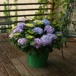 Let's Dance® Rhythmic Blue® Bigleaf Hydrangea 12 Let's Dance® Rhythmic Blue® Bigleaf Hydrangea -Perennials Store Hydrangea Lets Dance Rhythmic Blue 5 P