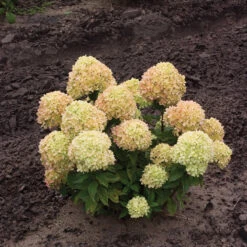Little Lime® Panicle Hydrangea -Perennials Store Hydrangea Little Lime 1 P