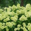 Little Lime® Panicle Hydrangea -Perennials Store Hydrangea Little Lime 3 P