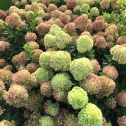 Little Lime® Panicle Hydrangea -Perennials Store Hydrangea Little Lime 4 P