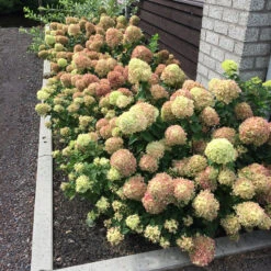 Little Lime® Panicle Hydrangea -Perennials Store Hydrangea Little Lime 5 P