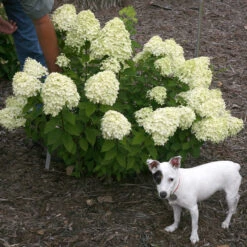 Little Lime® Panicle Hydrangea -Perennials Store Hydrangea Little Lime 7 P