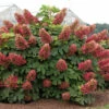 'Ruby Slippers' Oakleaf Hydrangea -Perennials Store Hydrangea Ruby Slippers square