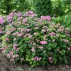 Tuff Stuff™ Red Mountain Hydrangea 1 Tuff Stuff™ Red Mountain Hydrangea -Perennials Store Hydrangea Tuff Stuf Red 1 P