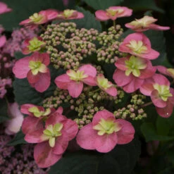 Tuff Stuff™ Red Mountain Hydrangea -Perennials Store Hydrangea Tuff Stuf Red 2 P