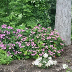 Tuff Stuff™ Red Mountain Hydrangea -Perennials Store Hydrangea Tuff Stuf Red 4 P