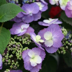 Tuff Stuff™ Mountain Hydrangea -Perennials Store Hydrangea Tuff Stuff 4 P