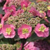 Tuff Stuff™ Mountain Hydrangea -Perennials Store Hydrangea Tuff Stuff 5 P