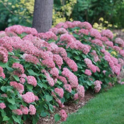 Invincibelle Spirit® II Smooth Hydrangea -Perennials Store Hydrangea arborescens Invincibelle Spirit II 1 P