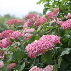 Invincibelle Spirit® II Smooth Hydrangea -Perennials Store Hydrangea arborescens Invincibelle Spirit II 3 P