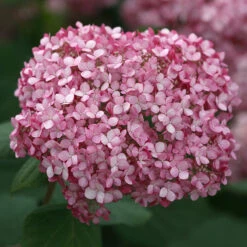 Invincibelle Spirit® II Smooth Hydrangea -Perennials Store Hydrangea arborescens Invincibelle Spirit II 4 P
