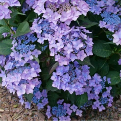 Let's Dance Can Do!® Bigleaf Hydrangea 9 Let's Dance Can Do!® Bigleaf Hydrangea -Perennials Store HydrangeaLetsDanceCanDoP1226578 800x800 e24c668