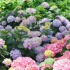 Let's Dance Sky View® Bigleaf Hydrangea -Perennials Store HydrangeaLetsDanceSkyViewDSC04083 1080x1080 db49b64