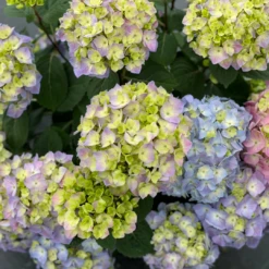 Let's Dance Sky View® Bigleaf Hydrangea -Perennials Store HydrangeaLetsDanceSkyViewIMG E1373 1080x1080 8121e61