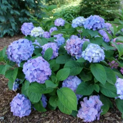 Let's Dance Sky View® Bigleaf Hydrangea -Perennials Store HydrangeaLetsDanceSkyViewP1093713 1080x1080 8e93f2c
