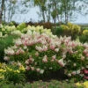 Pinky Winky® Panicle Hydrangea -Perennials Store HydrangeaPinkyWinky1