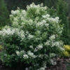 Quick Fire® Panicle Hydrangea 2 Quick Fire® Panicle Hydrangea -Perennials Store HydrangeaQuickFire1