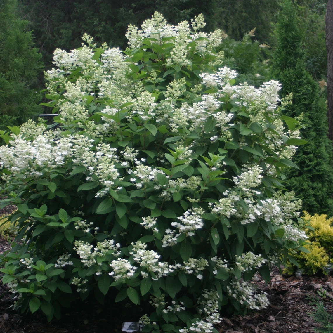 Quick Fire® Panicle Hydrangea 3 Quick Fire® Panicle Hydrangea