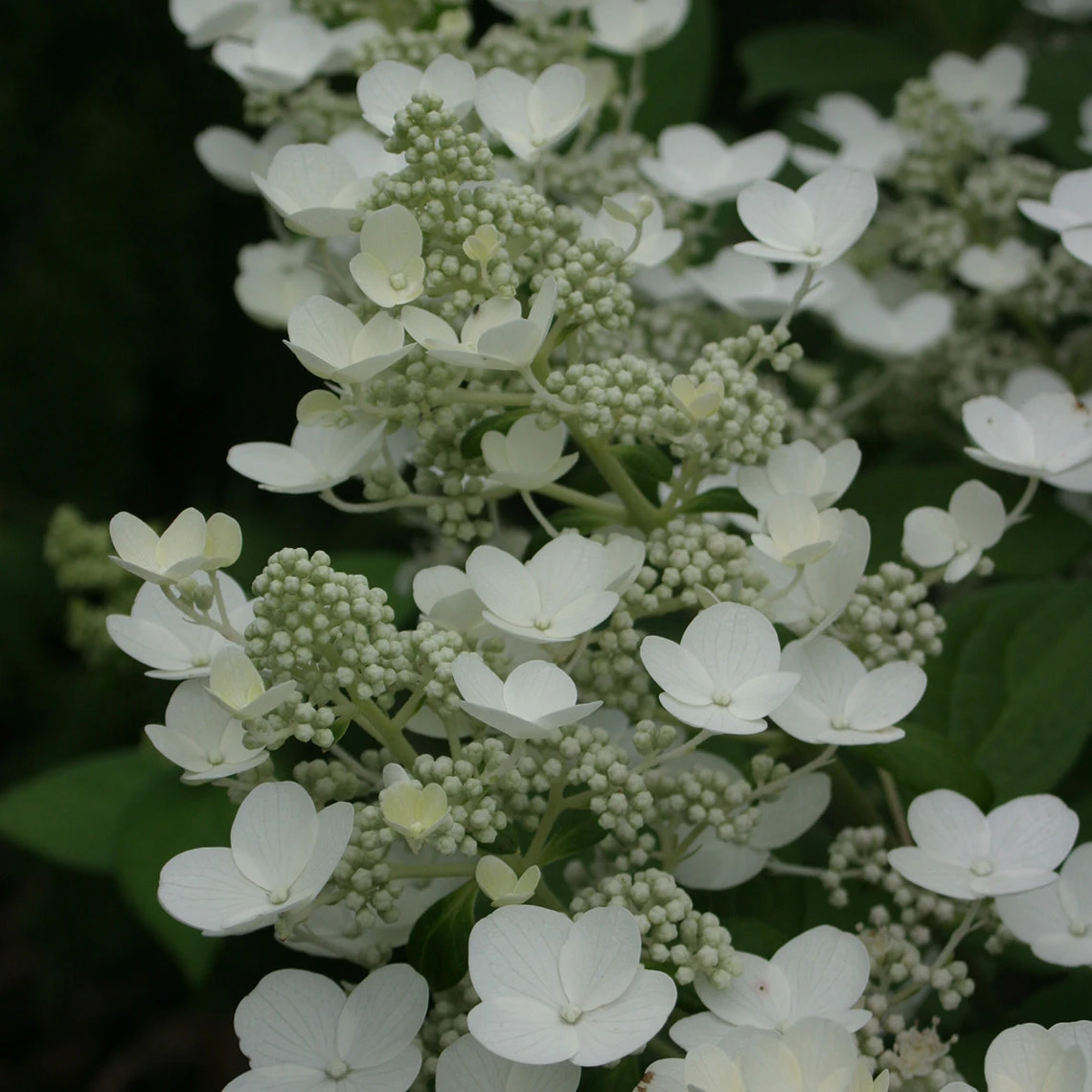 Quick Fire® Panicle Hydrangea 4 Quick Fire® Panicle Hydrangea - Image 2