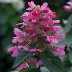 Quick Fire® Panicle Hydrangea 10 Quick Fire® Panicle Hydrangea -Perennials Store HydrangeaQuickFire3