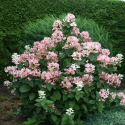 Quick Fire® Panicle Hydrangea 11 Quick Fire® Panicle Hydrangea -Perennials Store HydrangeaQuickFire4