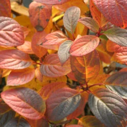 Quick Fire® Panicle Hydrangea 12 Quick Fire® Panicle Hydrangea -Perennials Store HydrangeaQuickFire5