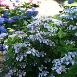 Tiny Tuff Stuff™ Mountain Hydrangea -Perennials Store Hydrangea Tiny Tuff Stuff 3P
