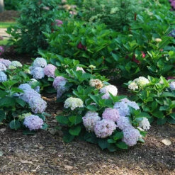 Wee Bit Innocent™ Bigleaf Hydrangea -Perennials Store Hydrangea mac Wee Bit Innocent DSC08253