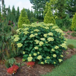 Invincibelle Sublime™ Smooth Hydrangea -Perennials Store HydrangeaarborescensInvincibelleSublimeDSC00551 800x800 3ec7d67
