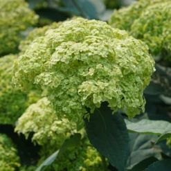Invincibelle Sublime™ Smooth Hydrangea -Perennials Store HydrangeaarborescensInvincibelleSublimeDSC08103 800x800 31b4cad