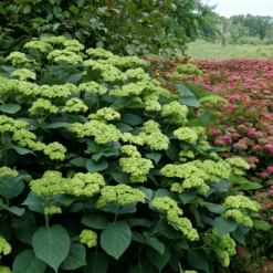 Invincibelle Sublime™ Smooth Hydrangea -Perennials Store HydrangeaarborescensInvincibelleSublimeP1071887 800x800 8447e3e