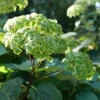 Invincibelle Sublime™ Smooth Hydrangea -Perennials Store HydrangeaarborescensInvincibelleSublimeP1105846 800x800 fd3fd56