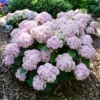 Wee Bit Innocent™ Bigleaf Hydrangea 2 Wee Bit Innocent™ Bigleaf Hydrangea -Perennials Store HydrangeamacWeeBitInnocentP1196527 800x800 8403209