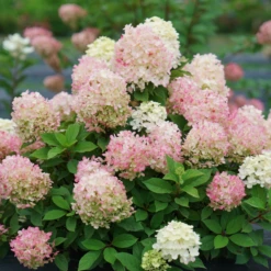Fire Light Tidbit® Panicle Hydrangea 11 Fire Light Tidbit® Panicle Hydrangea -Perennials Store HydrangeapaniculataFireLightTidbitDSC02390 800x800 f760462