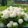 Fire Light Tidbit® Panicle Hydrangea -Perennials Store HydrangeapaniculataFireLightTidbitDSC05002 800x800 fb5f99b