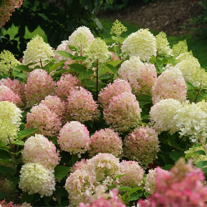 Fire Light Tidbit® Panicle Hydrangea 6 Fire Light Tidbit® Panicle Hydrangea - Image 4