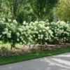 'Limelight' Panicle Hydrangea 2 'Limelight' Panicle Hydrangea -Perennials Store HydrangeapaniculataLimelightDSC02794 800x800 e07d5e5