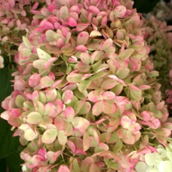 'Limelight' Panicle Hydrangea -Perennials Store HydrangeapaniculataLimelightIMG 0153 800x800 c7764e5