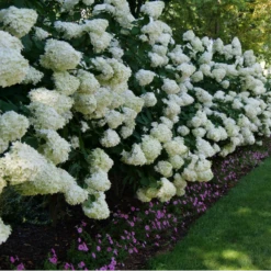 'Limelight' Panicle Hydrangea -Perennials Store HydrangeapaniculataLimelightP1000352 800x800 fd496c0