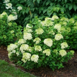 Little Lime Punch® Panicle Hydrangea -Perennials Store HydrangeapaniculataLittleLimePunchDSC04605 800x800 dcc922b