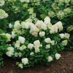 Little Lime Punch® Panicle Hydrangea -Perennials Store HydrangeapaniculataLittleLimePunchDSC08373 800x800 121f548