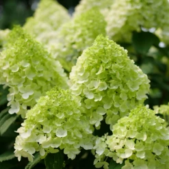 Little Lime Punch® Panicle Hydrangea -Perennials Store HydrangeapaniculataLittleLimePunchP1238221 800x800 7a22f7c