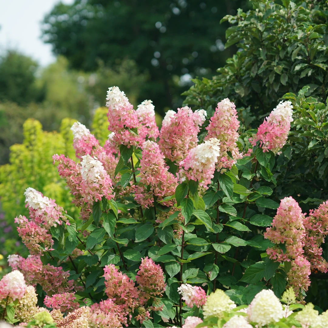 Pinky Winky Prime™ Panicle Hydrangea 6 Pinky Winky Prime™ Panicle Hydrangea - Image 4