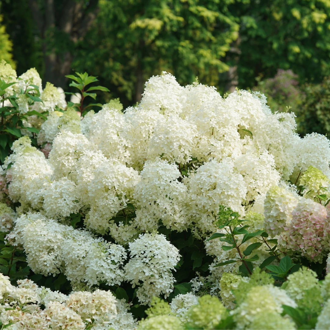 Puffer Fish® Panicle Hydrangea 6 Puffer Fish® Panicle Hydrangea - Image 4