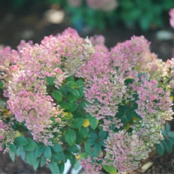 Tiny Quick Fire™ Panicle Hydrangea -Perennials Store HydrangeapaniculataTinyQuickFireDSC05449 800x800 b7c6b14