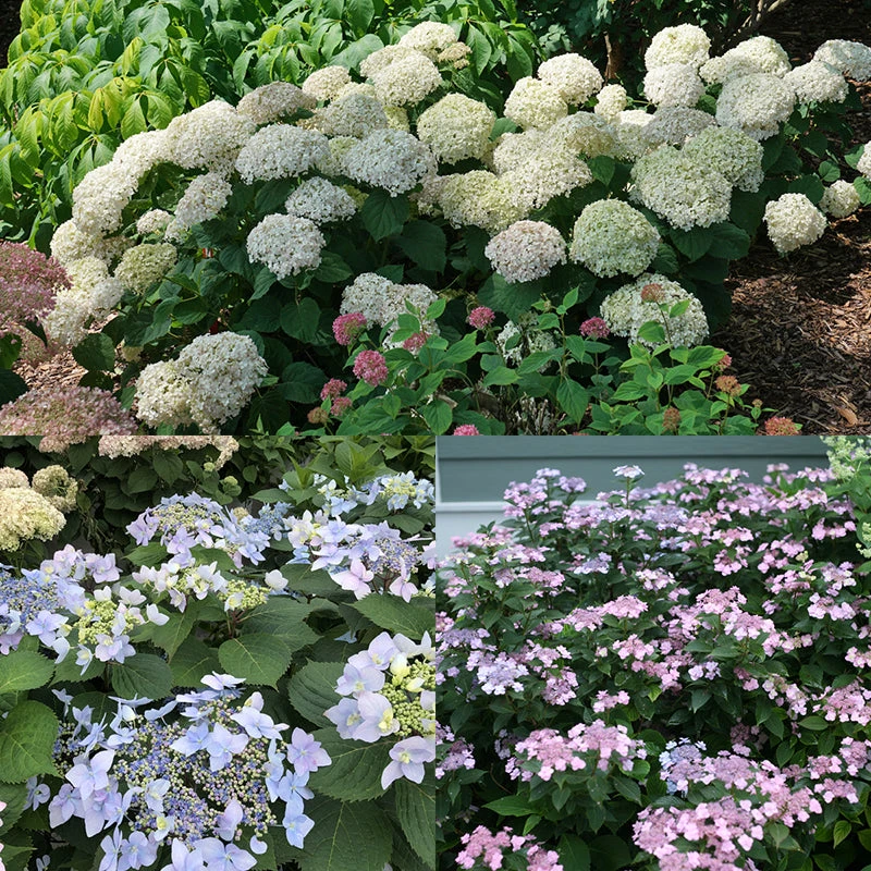 Hydrangeas For Small Spaces Collection 3 Hydrangeas For Small Spaces Collection