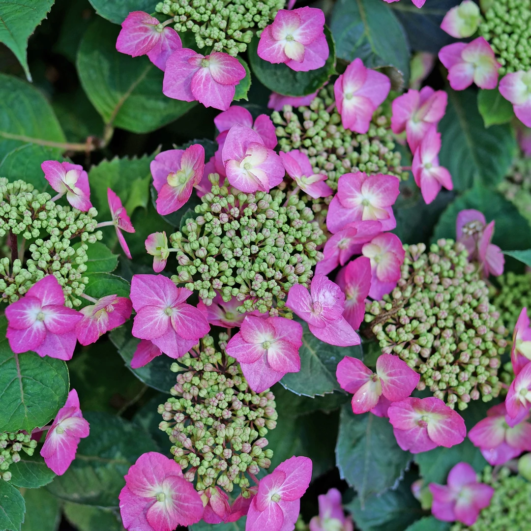 Tuff Stuff Top Fun™ Mountain Hydrangea 4 Tuff Stuff Top Fun™ Mountain Hydrangea - Image 2