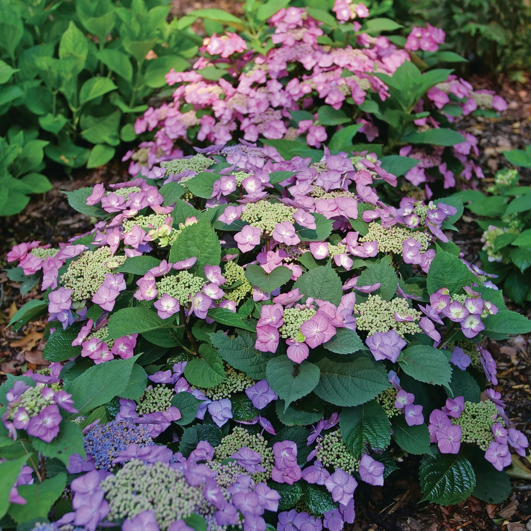 Tuff Stuff Top Fun™ Mountain Hydrangea 5 Tuff Stuff Top Fun™ Mountain Hydrangea - Image 3
