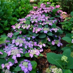 Tuff Stuff Top Fun™ Mountain Hydrangea 10 Tuff Stuff Top Fun™ Mountain Hydrangea -Perennials Store HydrangeaserrataTuffStuffTopFunP1195777 1080x1080 99624e0